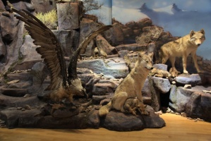 Фото Музей природы Алматы. 