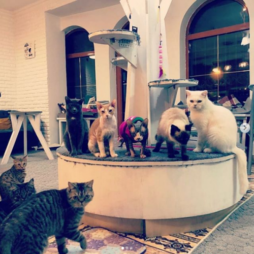 Фото Solo Cat Cafe Almaty. 