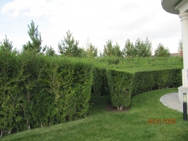 Фото Нескучный сад Almaty. 8-701-343-31-55, 8-777-026-14-24 Нескучный сад, озеленение  