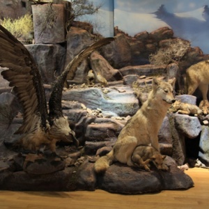 Фото Музей природы
