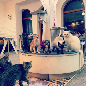 Фото Solo Cat Cafe